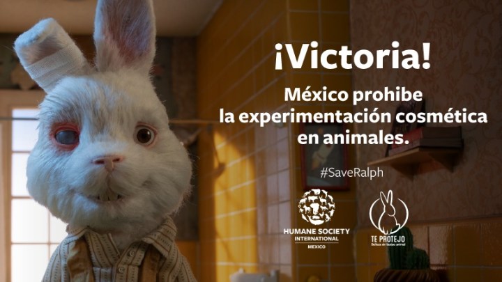 México prohíbe las pruebas cosméticas en&nbsp;animales